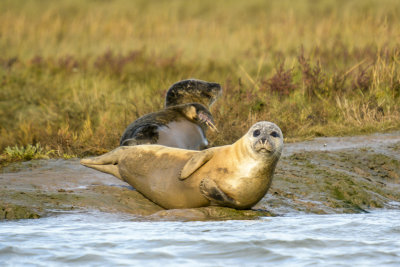 common seal