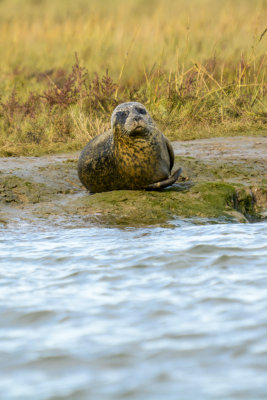 common seal