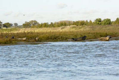 common seal