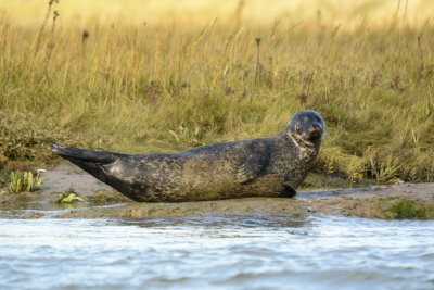 common seal