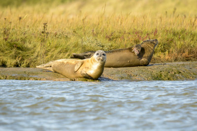 common seal