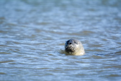 common seal