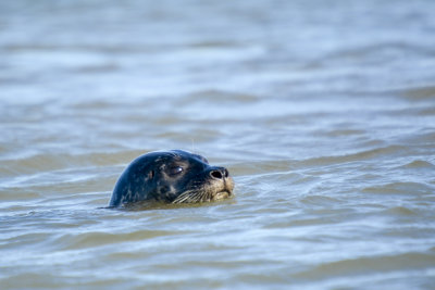 common seal