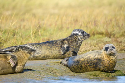 grey seal