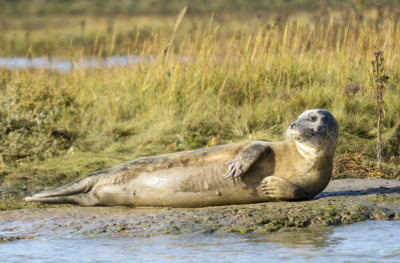 common seal