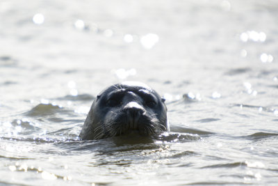 common seal