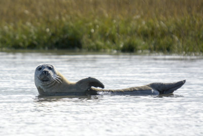 common seal