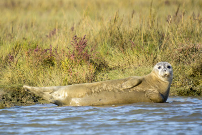 common seal