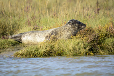 grey seal