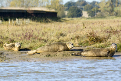 common seal