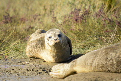 common seal