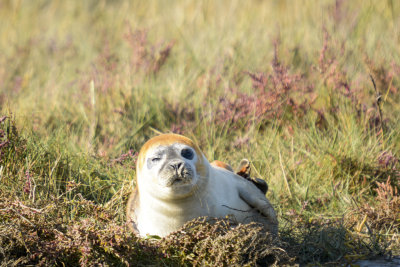 common seal