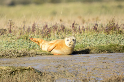common seal