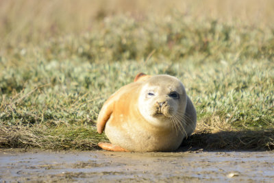 common seal