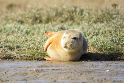 common seal