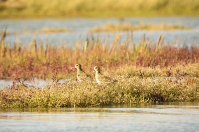 Golden plover
