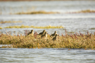Golden plover