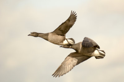 Brent geese