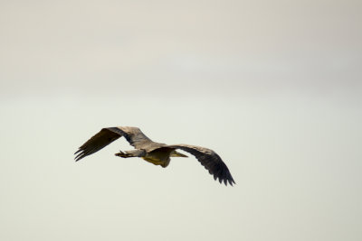 Heron in flight