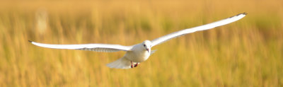 Black headed gull