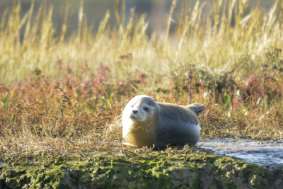 common seal