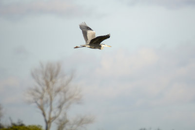 Heron in  flight 
