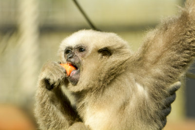 pileated gibbon