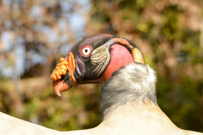 king vulture