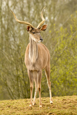 kudu