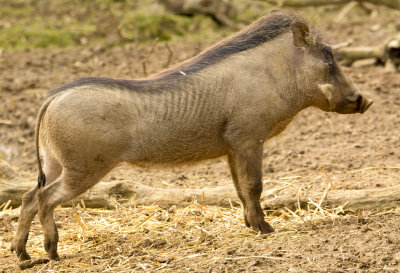 warthog