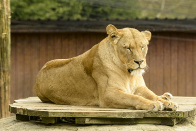 lioness