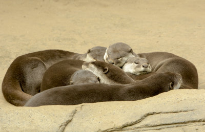 smooth coated otters