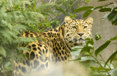 amur leopard