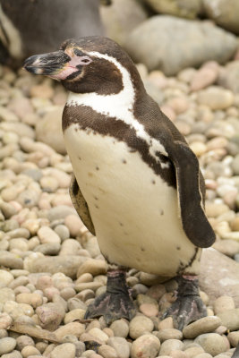 humboldt penguin