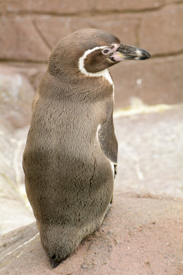 humboldt penguin