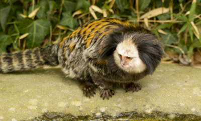 golden lion tamarin