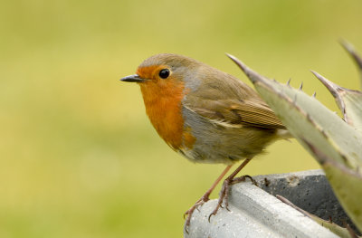 robin