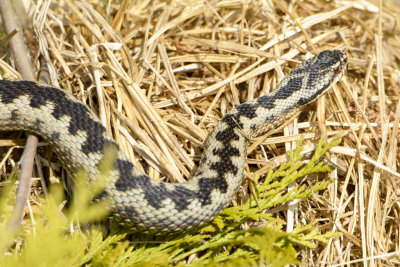 adders