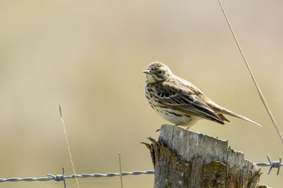 meadow pipit