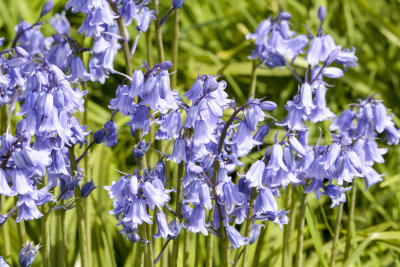 bluebells