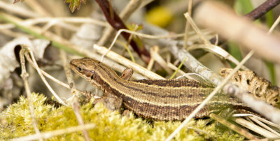 common lizard