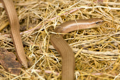 slow worms