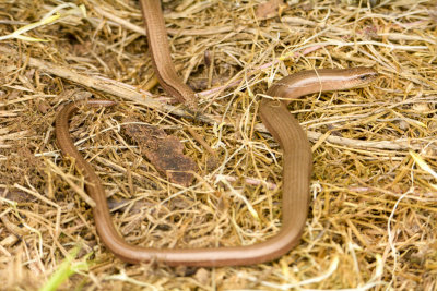 slow worms