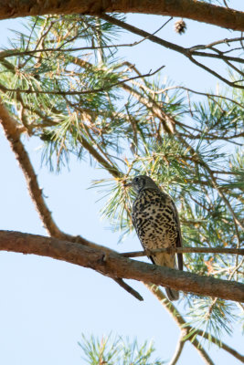 Mistle Thrush