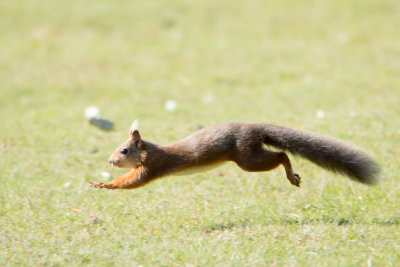 Red Squirrel