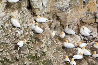 Gannets nesting