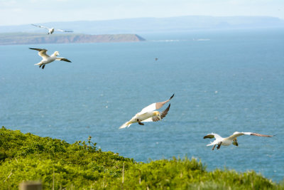 Gannets in flight
