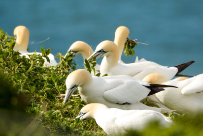 Gannets collecting nest material