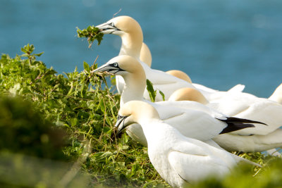 Gannets collecting nest material