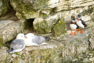 Puffins and Fulmars